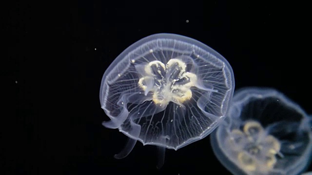 一群月亮水母在水下缓慢移动。视频素材