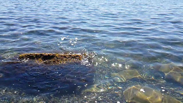 靠近布满陷阱和海藻的海床视频素材