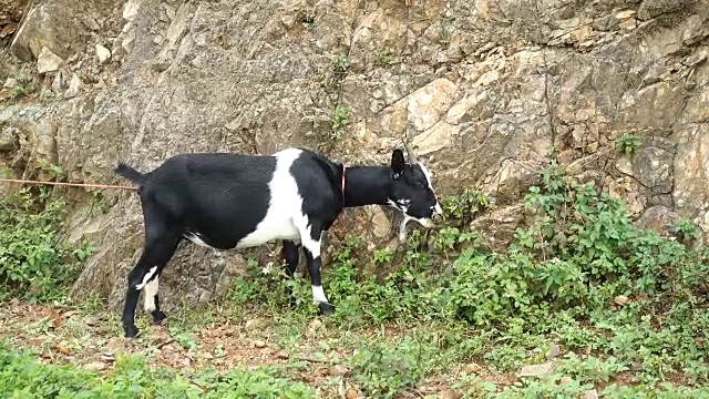 一只黑白相间的山羊正在吃草视频素材