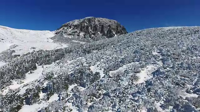 济州岛Hallasan山(韩国最高的山)上的韩国冷杉树被雪覆盖视频素材