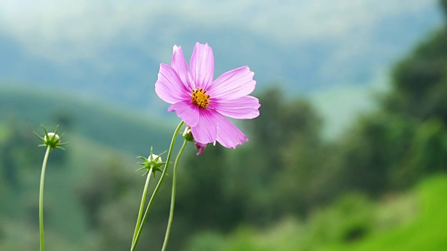 宇宙花在模糊的绿色自然背景上。视频素材