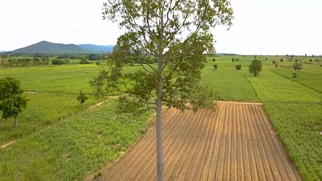 泰国乡村的玉米田景观，以山和天空为背景视频素材