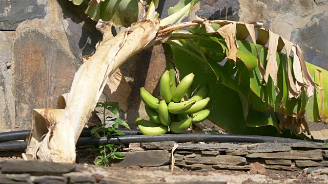 在花园里种植香蕉，4k慢镜头60fps视频素材