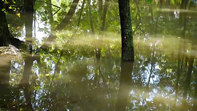 雨后在公园的水坑里。树在水中。视频素材