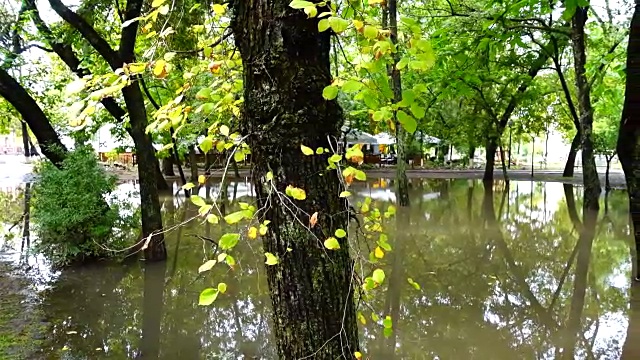 雨后在公园的水坑里。树在水中。视频素材