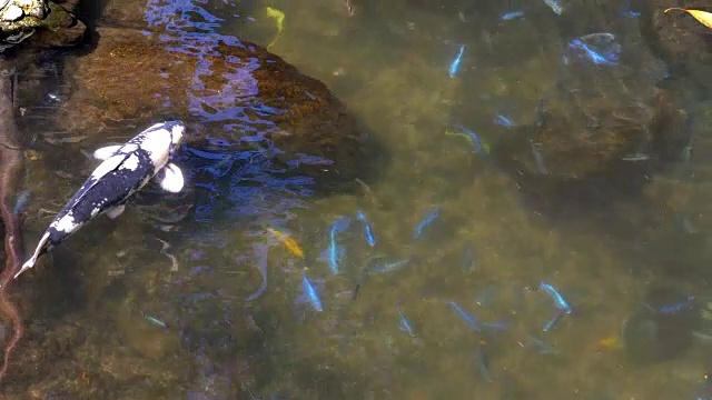 池塘里的锦鲤，4k慢镜头，60fps视频素材