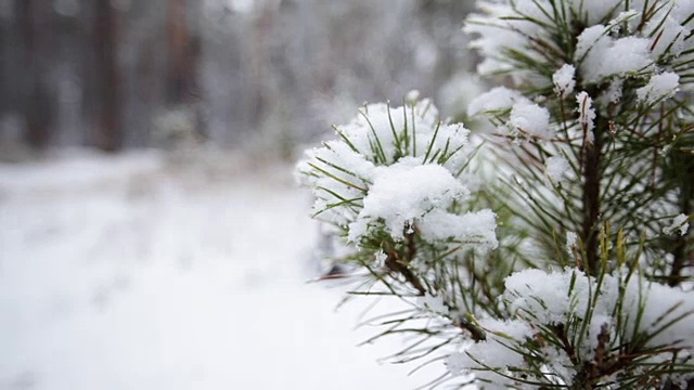 雪中的松枝。森林公园下雪了。冬天的风景在冰雪覆盖的模糊公园。高清视频视频素材