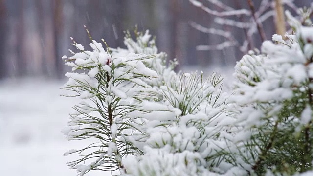 雪中的松枝。森林公园下雪了。冬天的风景在冰雪覆盖的模糊公园。高清视频视频素材