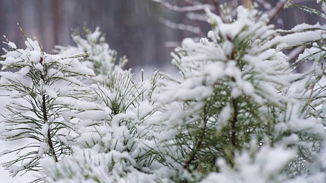 雪中的松枝。森林公园下雪了。冬天的风景在冰雪覆盖的模糊公园。高清视频视频素材