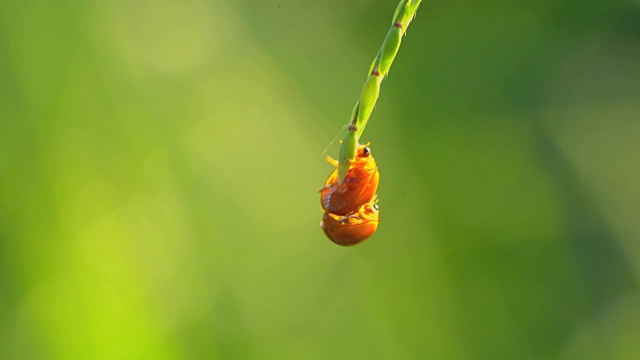 瓢虫或瓢虫在草地上繁殖，瓢虫是美丽的小昆虫，模糊了大自然的绿色背景。瓢虫科是一种分布广泛的小甲虫科视频素材