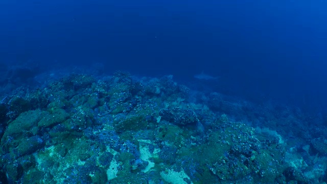 双髻鲨在海底暗礁巡航视频素材