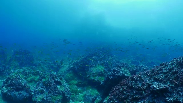 加拉帕戈斯群岛海底交配产卵的小鱼群视频素材