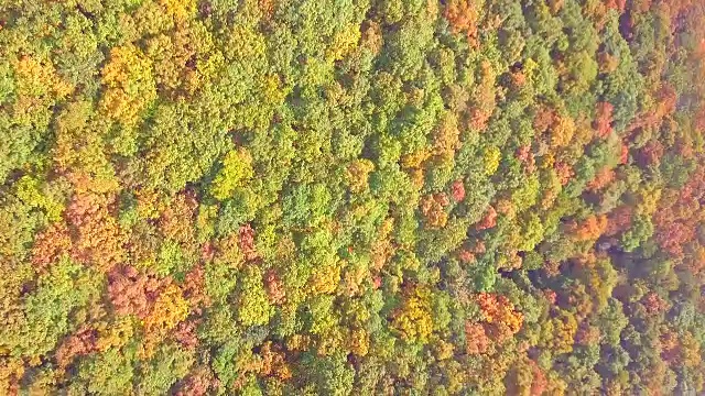 韩国秋天树木鸟瞰图视频素材