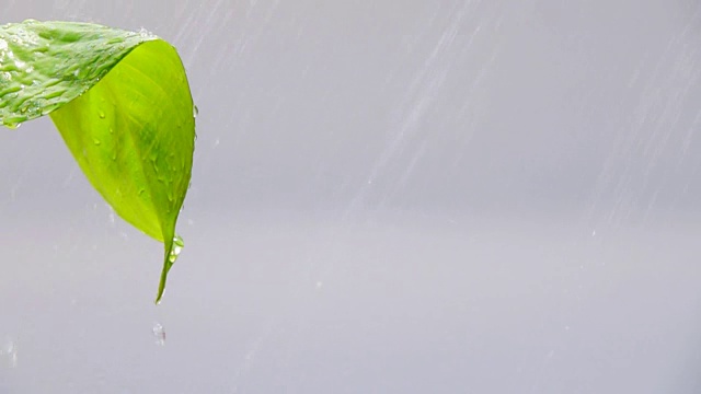 绿叶上的雨，慢镜头视频素材