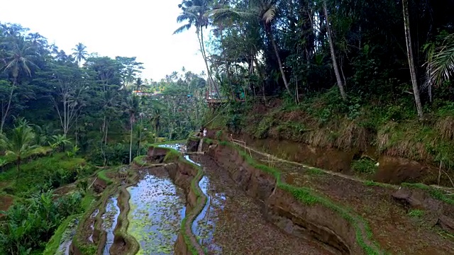 巴厘岛的特加拉朗大米台视频素材