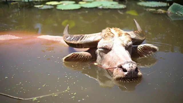 水牛在水里放松视频素材