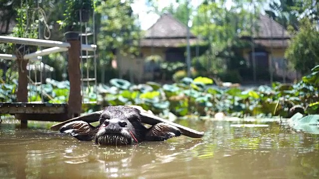 水牛在水里放松视频素材