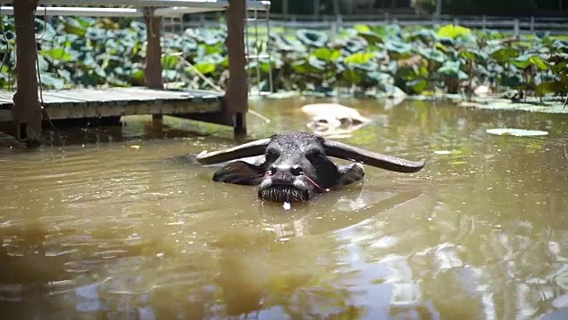 水牛在水里放松视频素材