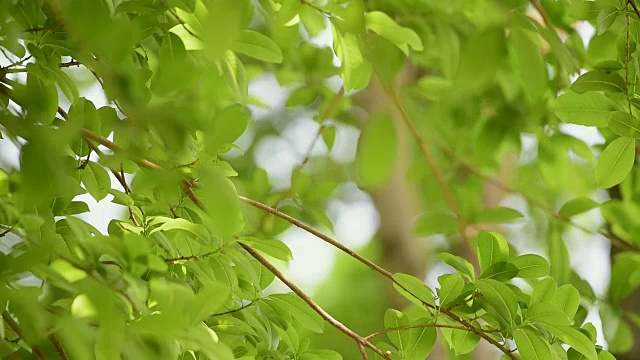 在野外的一棵树上的一只鸟(紫杜鹃)视频素材