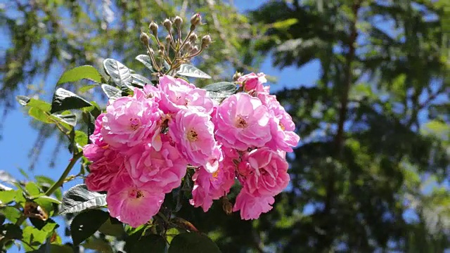 攀缘玫瑰在阳光下绽放视频素材