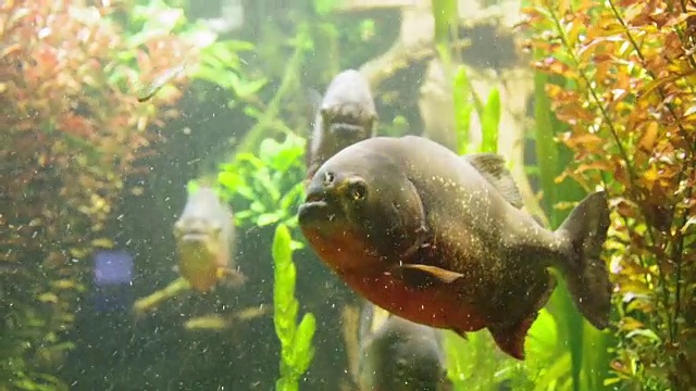 食人鱼在海藻视频素材