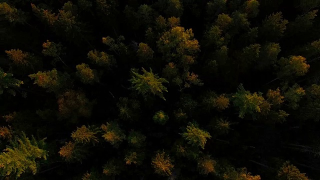 鸟瞰图:秋天的巴伐利亚森林视频素材