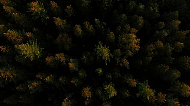 鸟瞰图:秋天的巴伐利亚森林视频素材