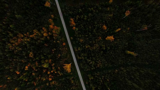 鸟瞰图:秋天的巴伐利亚森林视频素材