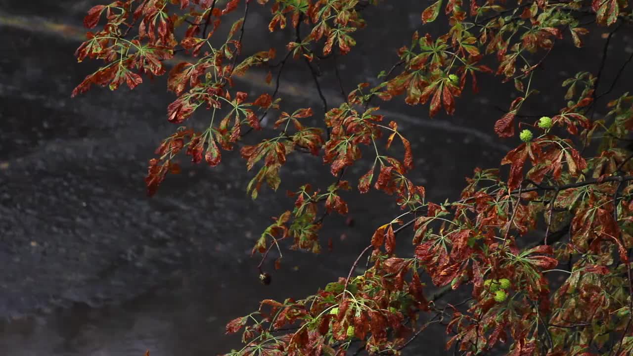 雨点落在树下的水坑里，坏天气视频素材