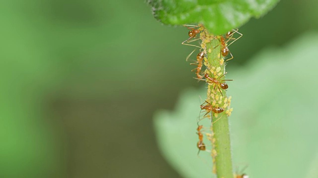 植物顶端有红蚂蚁和蚜虫视频素材