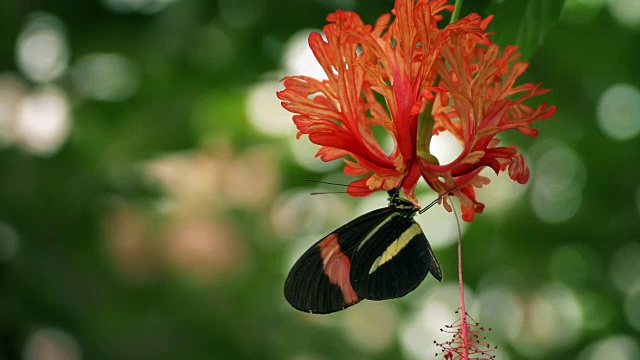 蝴蝶从奇异的花中吸食花蜜视频素材