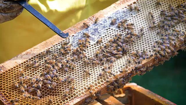 养蜂人照顾蜜蜂，蜂巢，许多蜂蜜，在一个保护养蜂人的野兽。视频素材