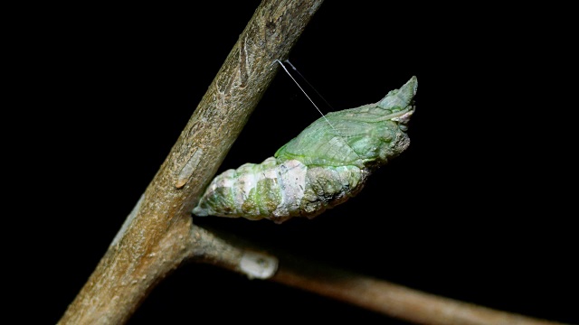 茧蝶的蜕变时光流逝视频素材