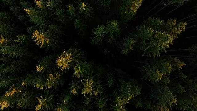 鸟瞰图:秋天的巴伐利亚森林视频素材