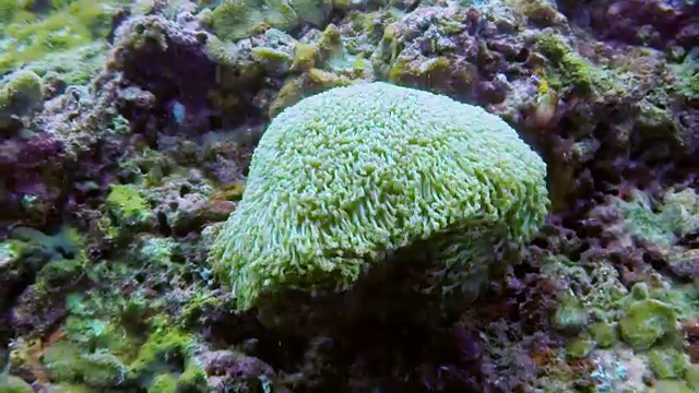 水下向日葵珊瑚(海绵状肺泡珊瑚)视频素材