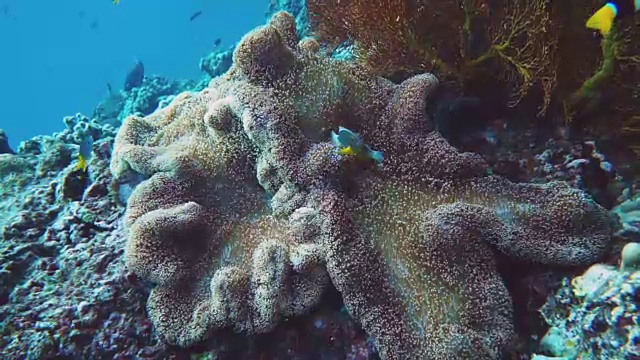 海葵克拉克小丑鱼的水下镜头视频素材