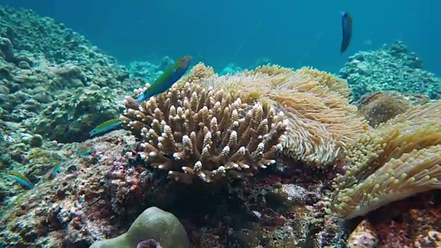 水下极度濒危的鹿角珊瑚(Acropora cervicornis)， Koh Haa群岛，甲米，安达曼海，泰国视频素材