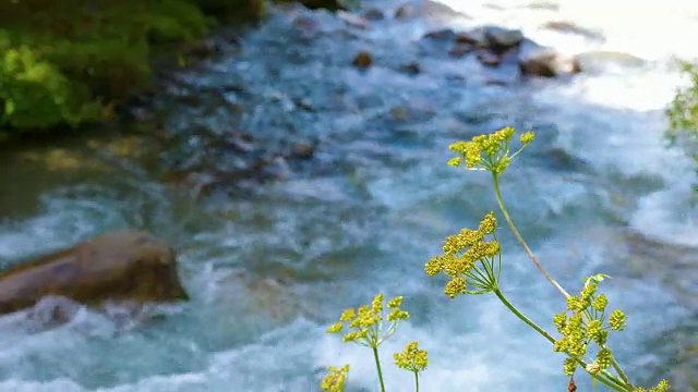 夏季森林中流动的河流附近生长着绿色植物和草视频素材