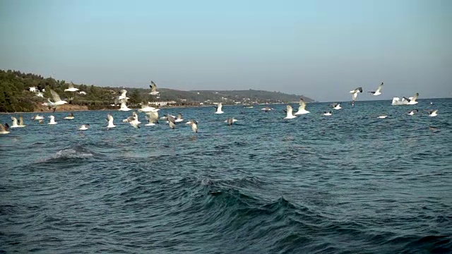 鸟瞰海鸥飞过希腊爱琴海沿岸视频素材