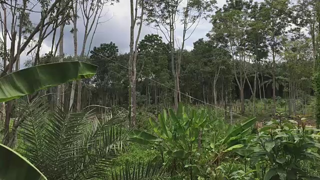 伐木工人用电锯砍伐橡胶树视频素材