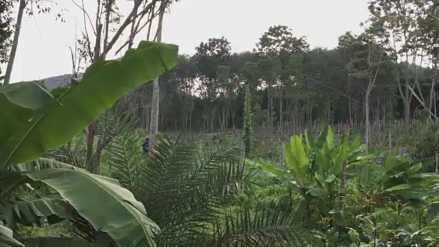 伐木工人用电锯砍伐橡胶树视频素材