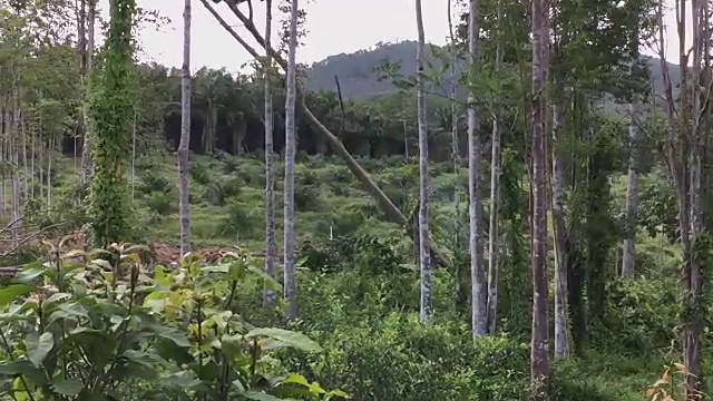 伐木工人用电锯砍伐橡胶树视频素材