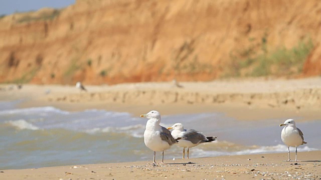 海鸥在海边漫步视频素材