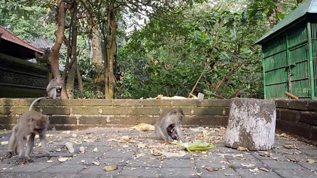 乌鲁瓦图的森林里，两只猴子家庭在自然环境中用餐视频素材