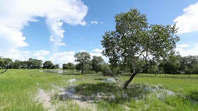 树木与额外的水灌溉在草地在夏季视频素材