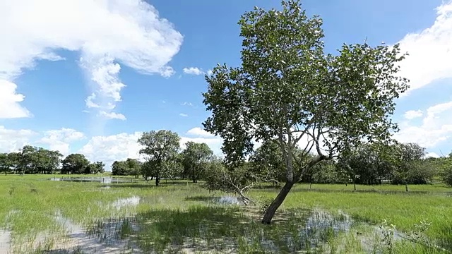 树木与额外的水灌溉在草地在夏季视频素材