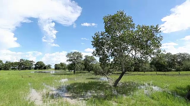 树木与额外的水灌溉在草地在夏季视频素材