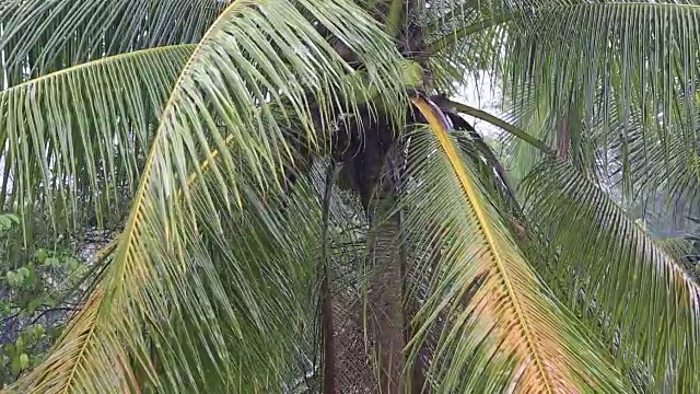 热带的风和雨落在泰国绿色的棕榈树叶上视频素材