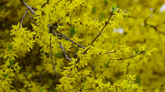 连翘的花枝摇曳着视频素材