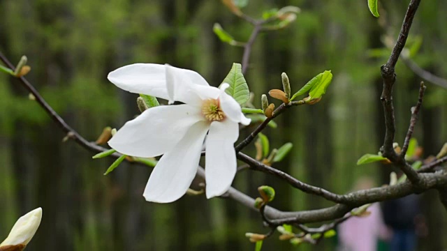 白玉兰在春天开花视频素材